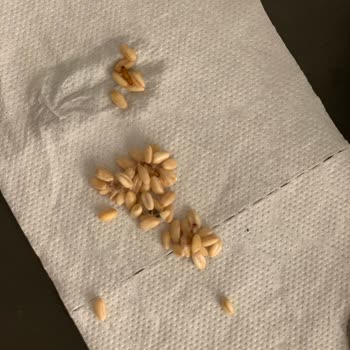 Tat Gıda Tat Aşurelik Buğday Kapalı Paket Böceklenmişti