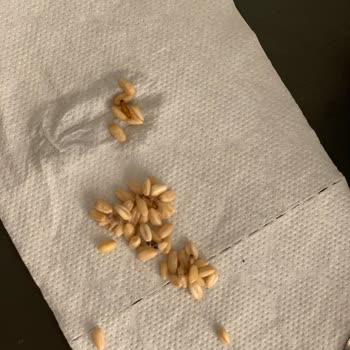 Tat Gıda Tat Aşurelik Buğday Kapalı Paket Böceklenmişti