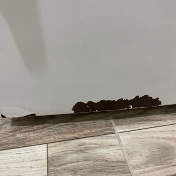 Profilo Aldığıma Pişman Oldum!