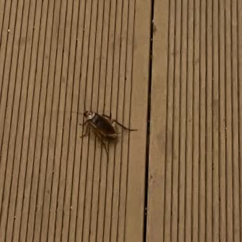 Royal Diwa Tekirova Resort Otelde Gördüğümüz Kötü Muamele, Kötü Odalar Ve Hijyen Sorunu