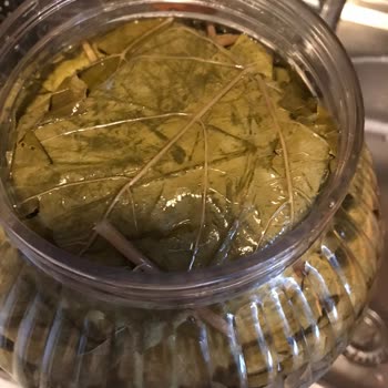 Ege_salamur_(Instagram) Asma Yaprağı Müşteri Memnuniyetsizliği