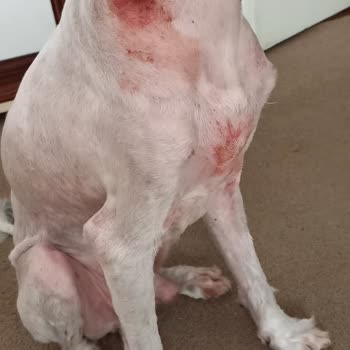 Just Pati Pet Kuaför Hatalı Tıraş Sonucu Yaralama