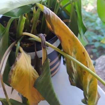 Çiçek Sepeti Kurumuş Eski Çiçek Gönderdi