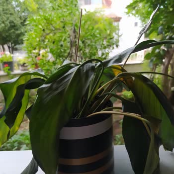 Çiçek Sepeti Kurumuş Eski Çiçek Gönderdi