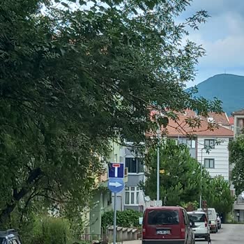Bartın Belediyesi Bahçedeki Ağaç Dallarının Yola Taşması Kimsenin İlgilenmemesi