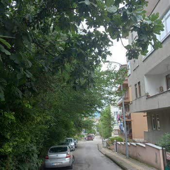 Bartın Belediyesi Bahçedeki Ağaç Dallarının Yola Taşması Kimsenin İlgilenmemesi