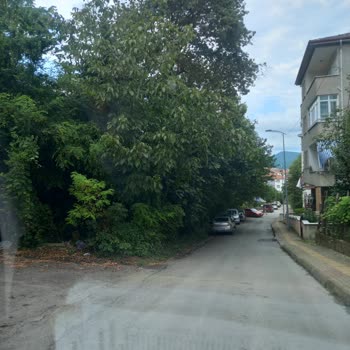 Bartın Belediyesi Bahçedeki Ağaç Dallarının Yola Taşması Kimsenin İlgilenmemesi