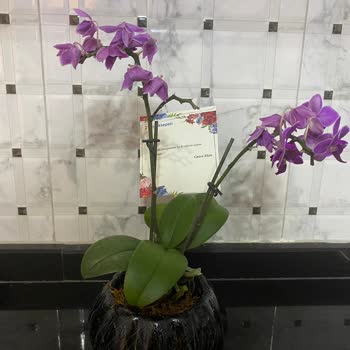 ÇiçekSepeti Ölü Çiçek Gönderildi Çiçekçi İsterseniz Dava Edin Dedi