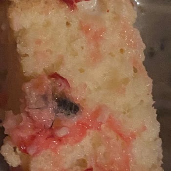 Tatbak Gıda Trileçede Böcek Bulundu