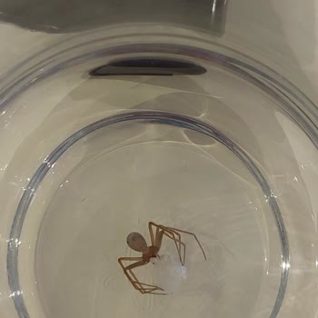 File Harras Sütten Örümcek Çıktı