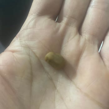 Amigo Soslu Mısır İçinden Taş Çıktı