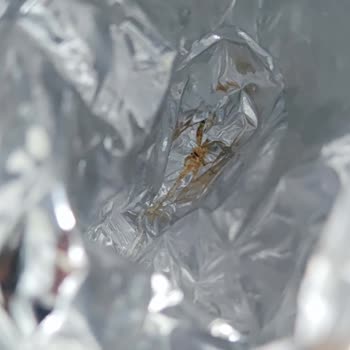 Eti Gıda Eti Cici Bebe Böcek Çıktı