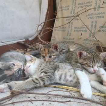 Instagram Hesabıma Giremiyorum