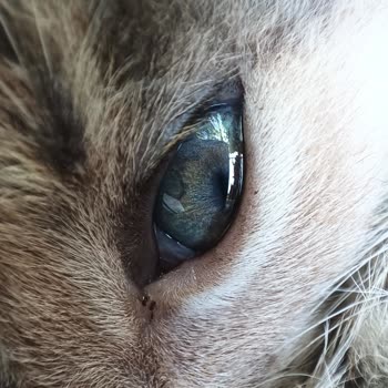 Instagram Hesabıma Giremiyorum