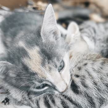 Instagram Hesabıma Giremiyorum