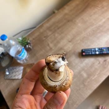 Migros Hemen Çürümüş Sebzeler