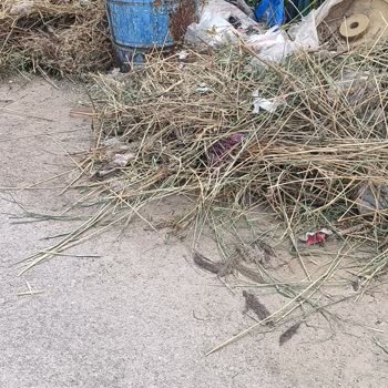 Gevaş Belediyesi Çöp Ve Temizlik Hk