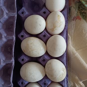 Keskinoğlu Yumurtaların Bozuk Görünmesi