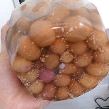 Cebel Bozuk Erimiş Küflü Çizik Yeşil Zeytin