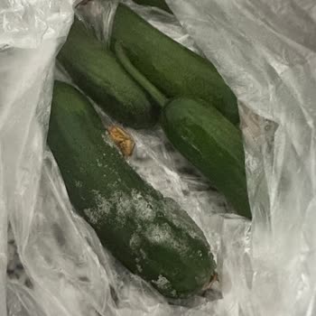 Samsung Buzdolabı Sebzeleri Donduruyor