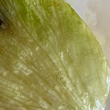 Terracity AVM Tavuk Dünyasında Kıl Faciası