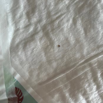 ebebek Bebek Ürününden Sinek Çıktı!