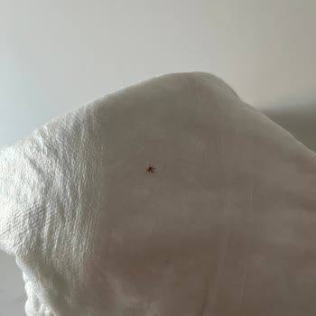 ebebek Bebek Ürününden Sinek Çıktı!