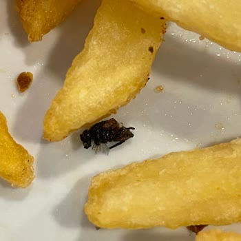 Köfteci Yusuf'ta Ölmüş Sinek Çirkinliği!