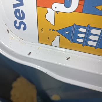 Filiz Makarna'nın İçinden Böcek Çıktı