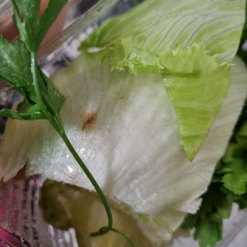 Komagene Çiğköfte Yeşillikleri Çürük