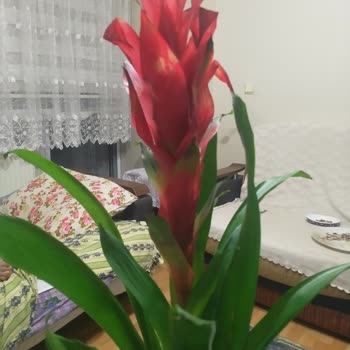 Sena Botanik Ve Çiçek Yanlış Çiçek Gönderiyor!