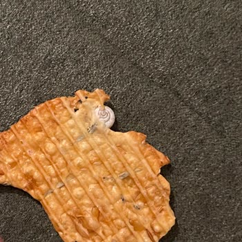 Haşiroğlu Tarhanadan Salyangoz Kabuğu Çıktı!