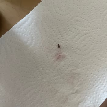 Exotic Meyve Suları Exotic Meyve Suyunda Böcek