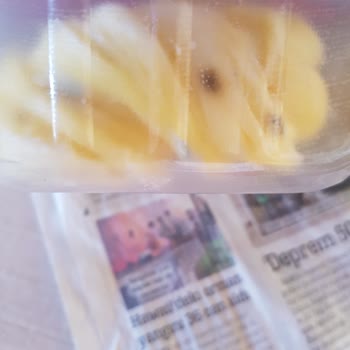 Migros Çeçil Peynir Küf