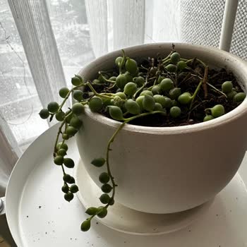 Fidanburada Bitkileri Günlerce Kargoda Bekletiyor.