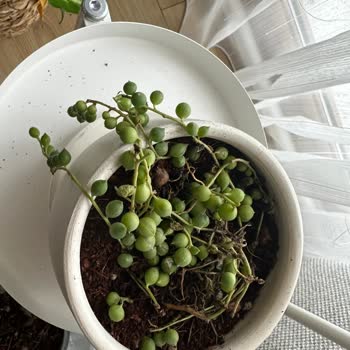 Fidanburada Bitkileri Günlerce Kargoda Bekletiyor.