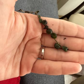 Fidanburada Bitkileri Günlerce Kargoda Bekletiyor.