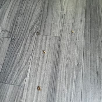 Öztur Turizm Arabada Böcek İstilası