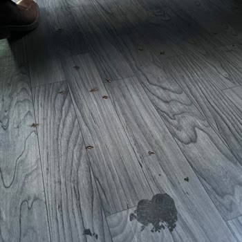 Öztur Turizm Arabada Böcek İstilası