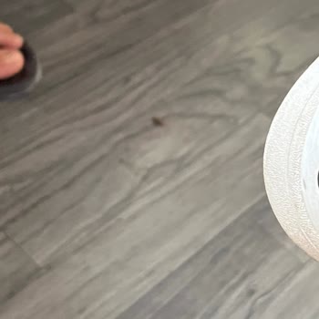 Öztur Turizm Arabada Böcek İstilası