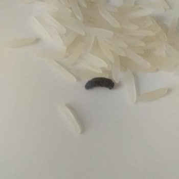 BİM Lezzeti Efsane Basmati Pirincin İçinden Kötü Bir Şey Çıktı