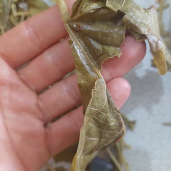 Egemin_koy _urunleri (Instagram) Salamura Yaprak Mağduriyeti