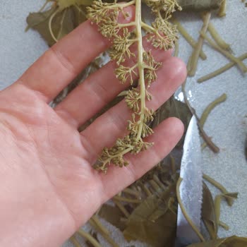 Egemin_koy _urunleri (Instagram) Salamura Yaprak Mağduriyeti