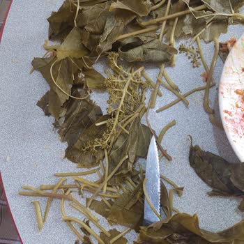 Egemin_koy _urunleri (Instagram) Salamura Yaprak Mağduriyeti