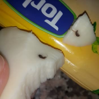 Torku Tost Peyniri Hamam Böceği
