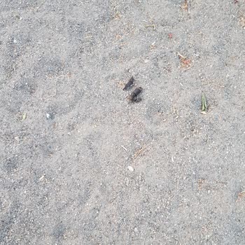 Altıeylül Belediyesi Salgın Hastalık Kaynağı Parklar