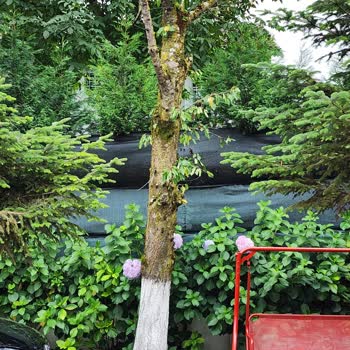 Hello Villam Muhafazakar Olmayan Ev