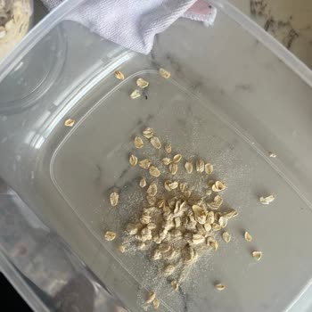 Eti Gıda Eti Lifalif Yulaf Ezmesi Böcek Çıktı