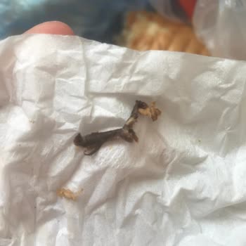 Antalya Eğitim ve Araştırma Hastanesi Antalya Eğitim Araştırma Hastane Hastalara Verilen Ekmek Arası Tavuk