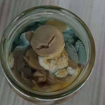 Bizim Vatan Şok Marketten Küflü Mantar